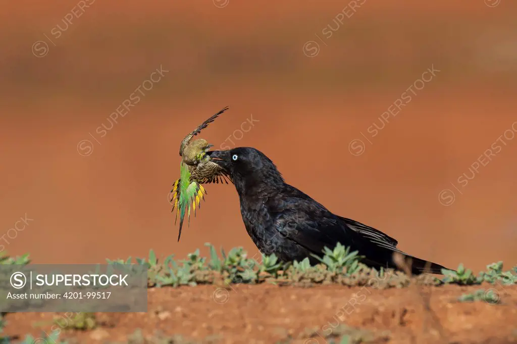 Australian Raven (Corvus coronoides) killing Budgerigar (Melopsittacus undulatus), Wannoo, Western Australia, Australia