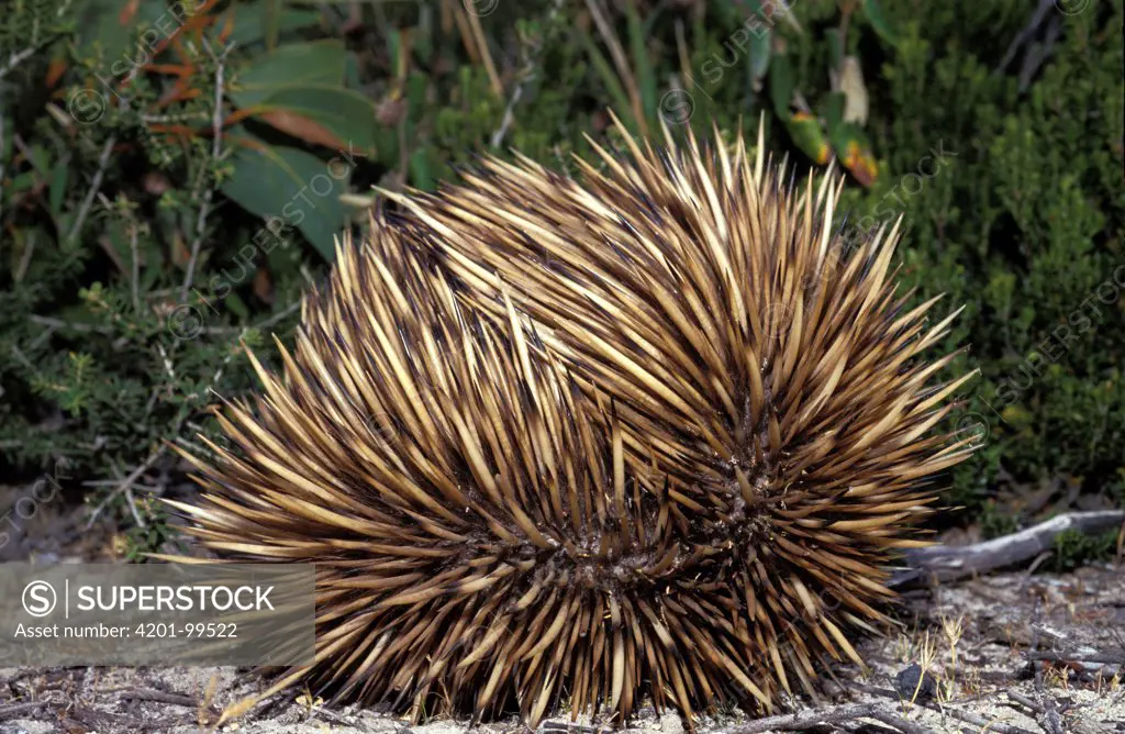 Short-beaked Echidna (Tachyglossus aculeatus) curled up in defensive posture, native to Australia