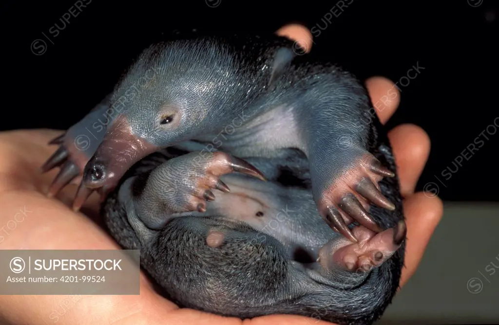 Short-beaked Echidna (Tachyglossus aculeatus) baby in hands, native to Australia