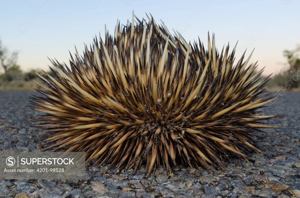Short-beaked Echidna (Tachyglossus aculeatus) curled up in defensive posture, Francois Peron National Park, Australia