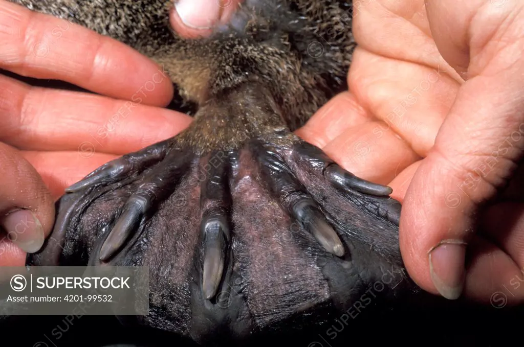 Platypus (Ornithorhynchus anatinus) webbed foot in hands, native to Australia