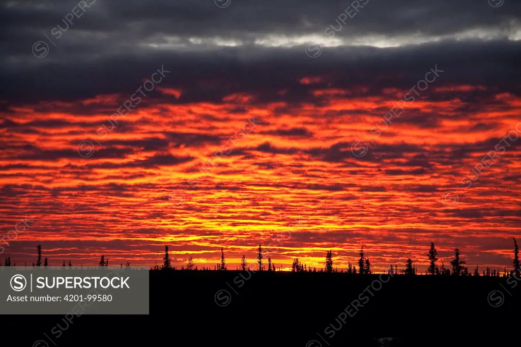 Sunset over taiga, Churchill, Manitoba, Canada