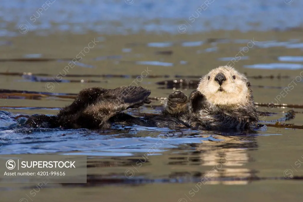 Sea Otter (Enhydra lutris), Kodiak, Alaska