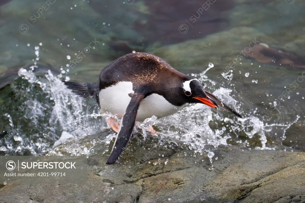 Gentoo Penguin (Pygoscelis papua) jumping from water to come ashore, Almirante Brown, Paradise Bay, Antarctic Peninsula, Antarctica