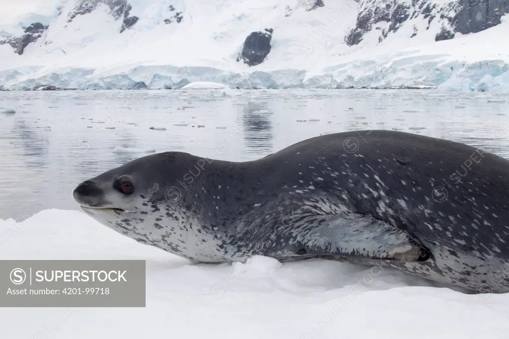 Leopard Seal (Hydrurga leptonyx), Paradise Bay, Antarctic Peninsula, Antarctica