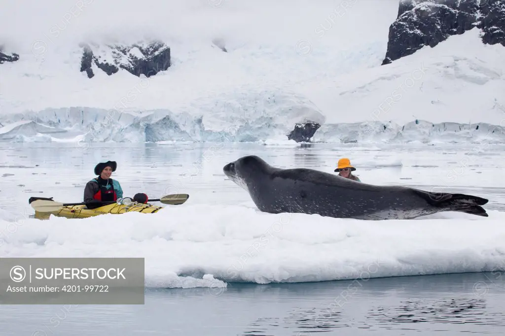 Leopard Seal (Hydrurga leptonyx) and kayakers, Paradise Bay, Antarctic Peninsula, Antarctica
