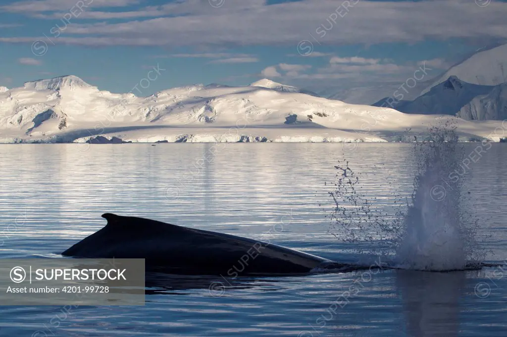 Humpback Whale (Megaptera novaeangliae) surfacing, Gerlache Strait, Antarctic Peninsula, Antarctica