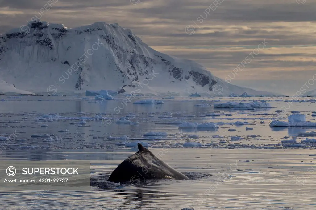 Humpback Whale (Megaptera novaeangliae) diving near coast, Gerlache Strait, Antarctic Peninsula, Antarctica