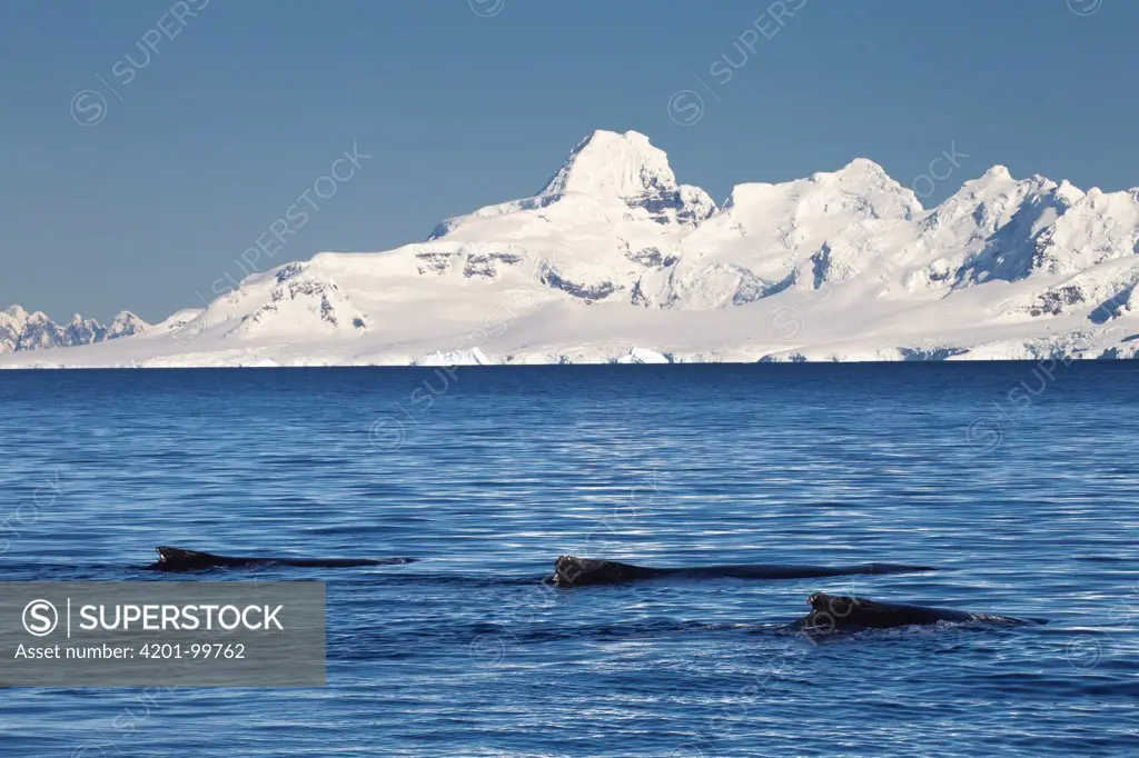 Humpback Whale (Megaptera novaeangliae) trio surfacing, Gerlache Strait, Antarctic Peninsula, Antarctica