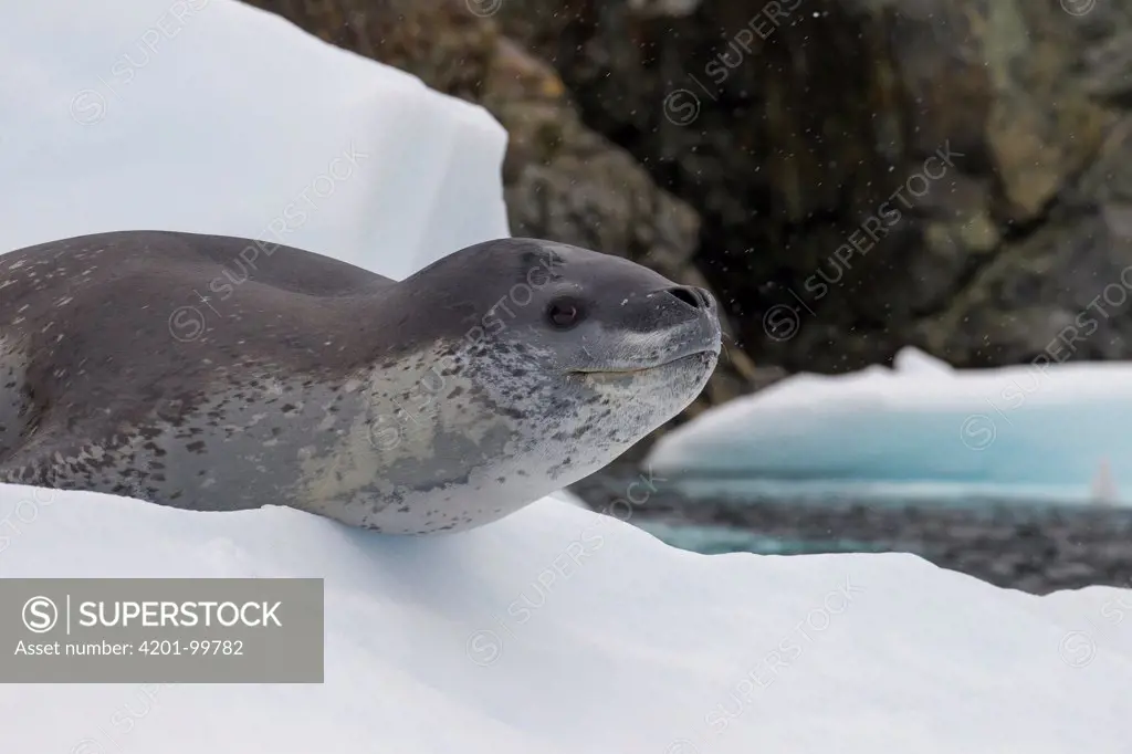 Leopard Seal (Hydrurga leptonyx), Antarctic Peninsula, Antarctica