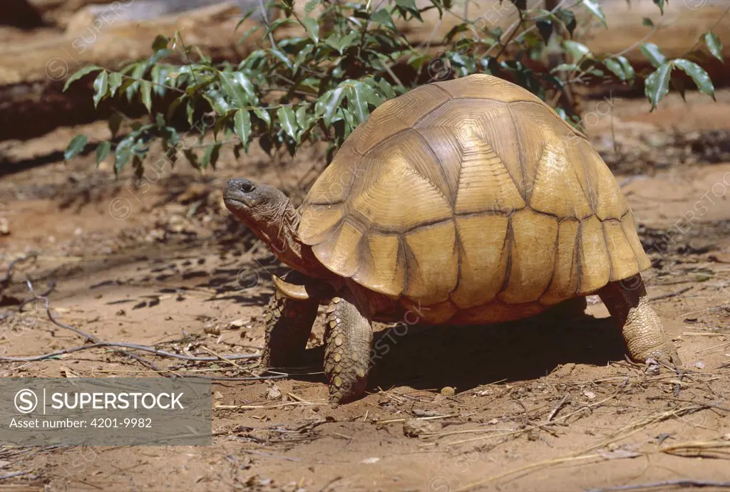 Ploughshare Tortoise (Geochelone yniphora) portrait, one of the rarest land tortoises in the world, Madagascar