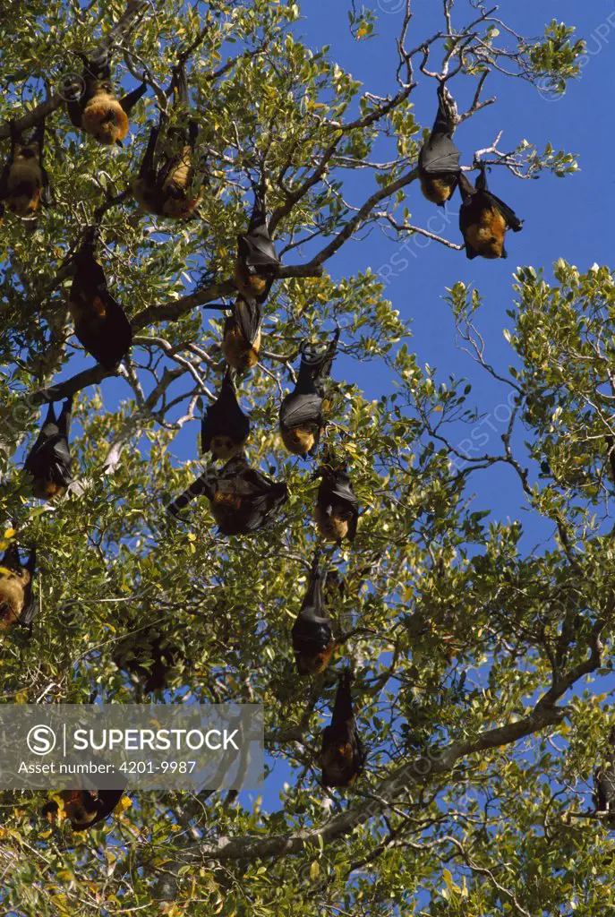 Madagascar Flying Fox (Pteropus rufus) group roosting in tree, vulnerable species, Madagascar
