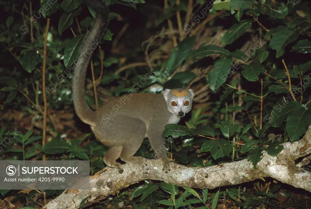 Crowned Lemur (Eulemur coronatus) female at night, vulnerable species, Madagascar