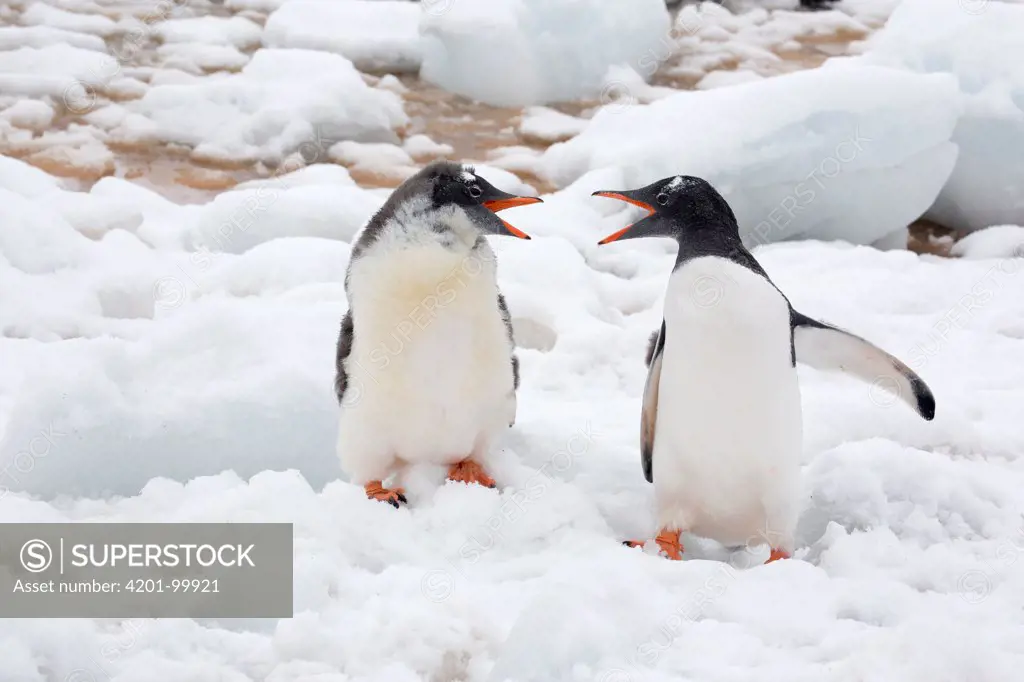 Gentoo Penguin (Pygoscelis papua) calling to chick, Port Lockroy, Weincke Island, Antarctic Peninsula, Antarctica