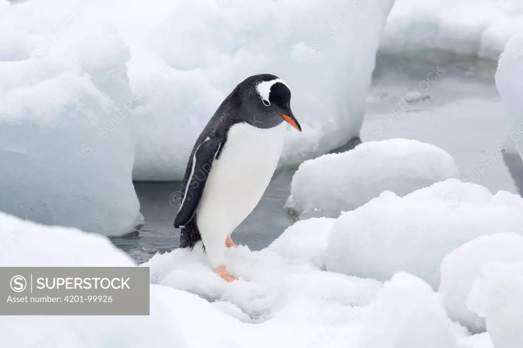 Gentoo Penguin (Pygoscelis papua) coming ashore, Port Lockroy, Weincke Island, Antarctic Peninsula, Antarctica