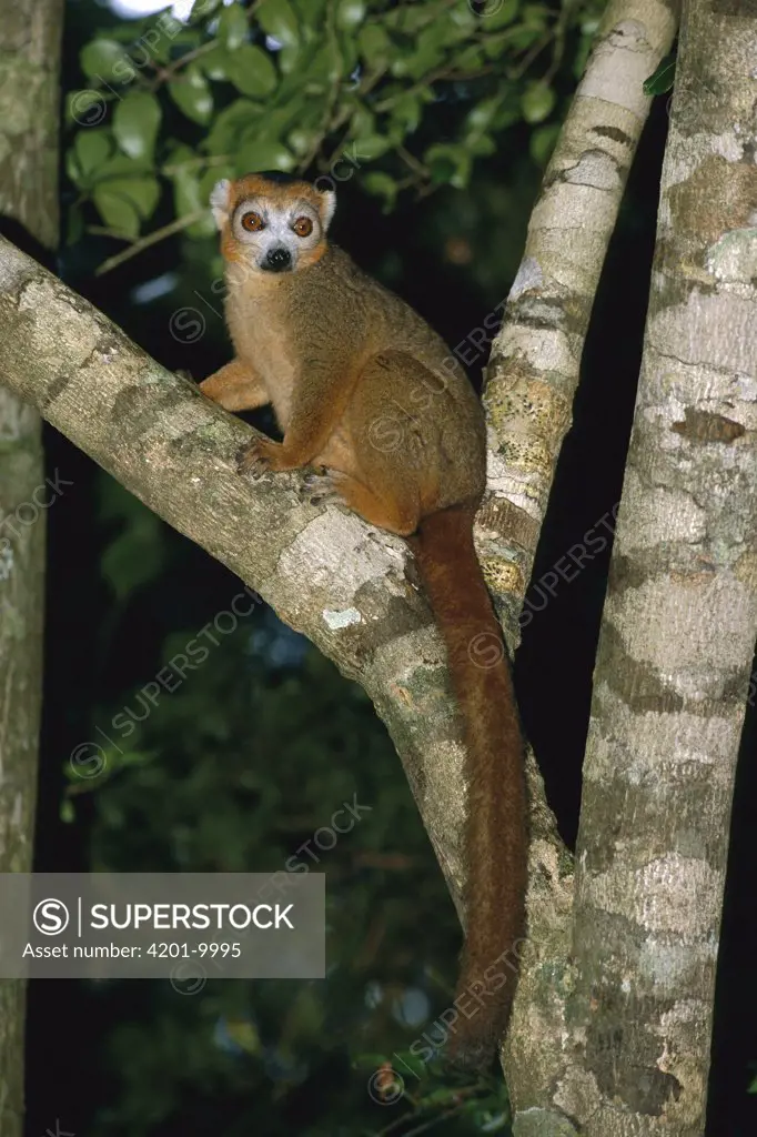 Crowned Lemur (Eulemur coronatus) male resting in tree, vulnerable species, Madagascar