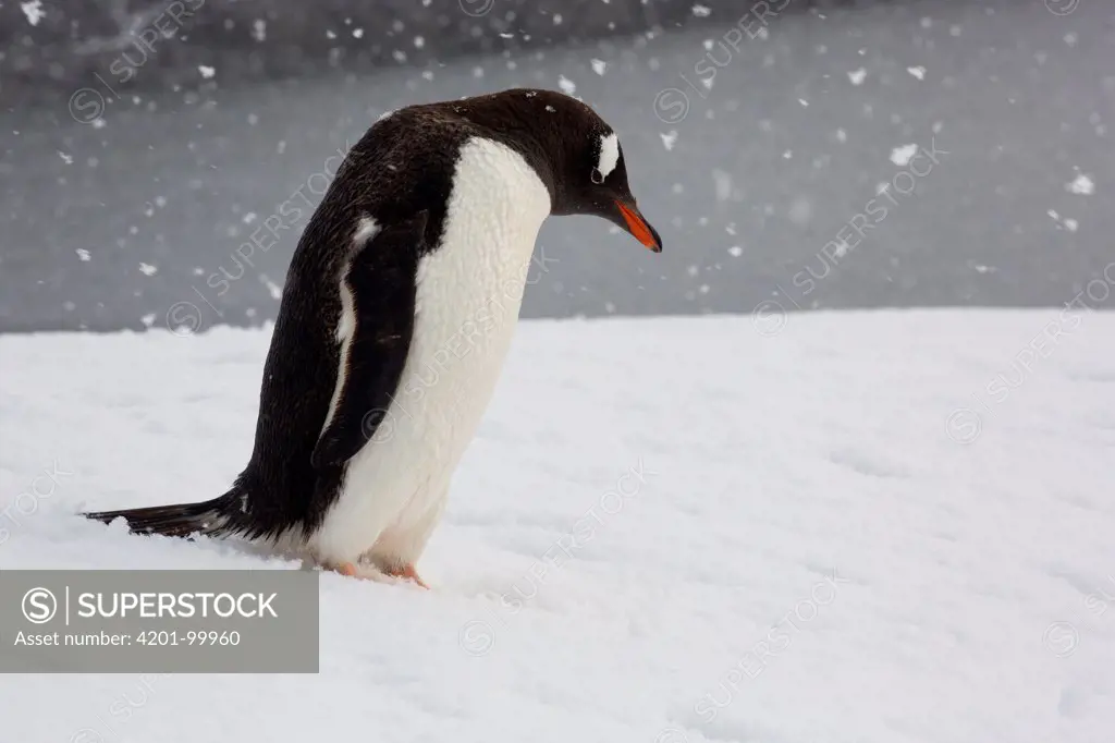 Gentoo Penguin (Pygoscelis papua) during snow storm, Port Lockroy, Weincke Island, Antarctic Peninsula, Antarctica