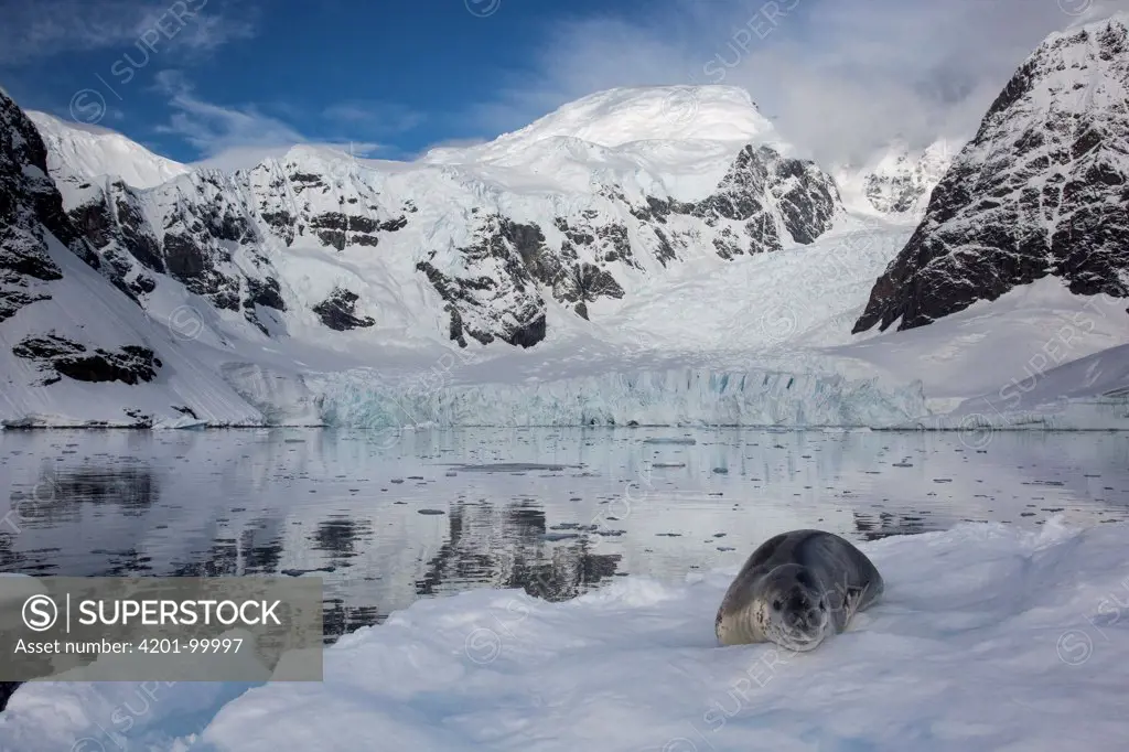 Leopard Seal (Hydrurga leptonyx) on ice floe, Paradise Bay, Antarctic Peninsula, Antarctica