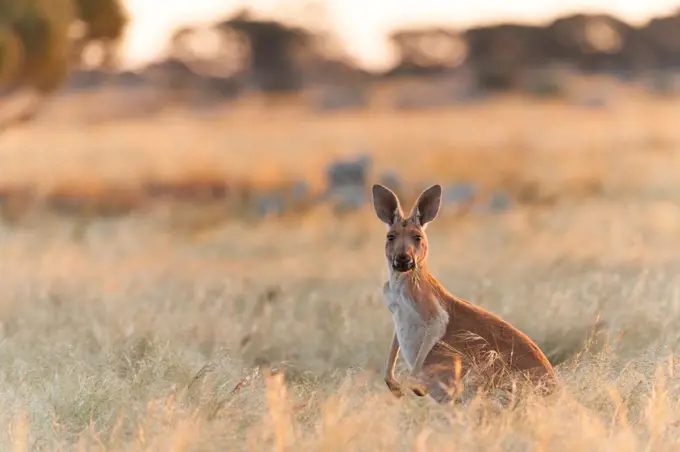 Red Kangaroo (Macropus rufus) in grassland, Western Australia, Australia