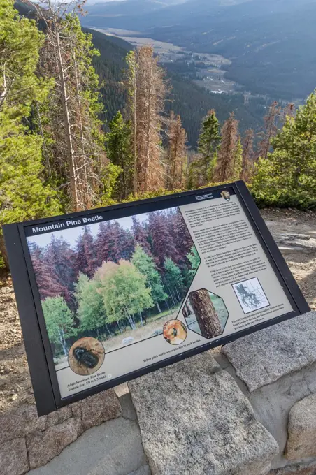 Mountain Pine Beetle (Dendroctonus ponderosae) interpretive sign, Rocky Mountain National Park, Colorado