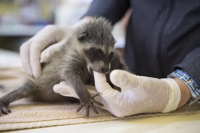 Raccoon (Procyon lotor) orphaned baby sucking the finger of a volunteer, WildCare Wildlife Rehabilitation Center, San Rafael, California