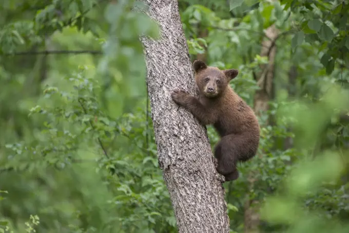 Black Bear (Ursus americanus) cub climbing tree, Orr, Minnesota