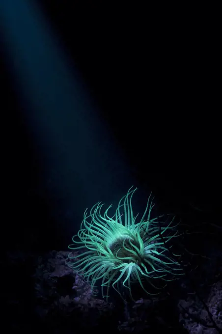 Tube-dwelling Anemone (Cerianthus membranaceus) showing fluorescence under ultraviolet light