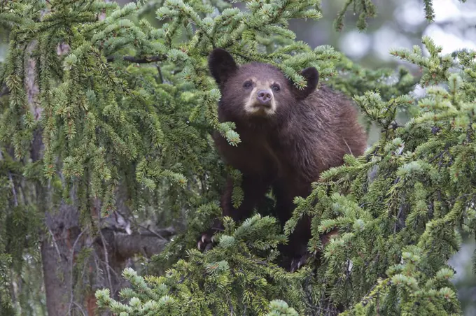 Black Bear (Ursus americanus) yearling cub in Spruce (Picea sp) tree, Canada