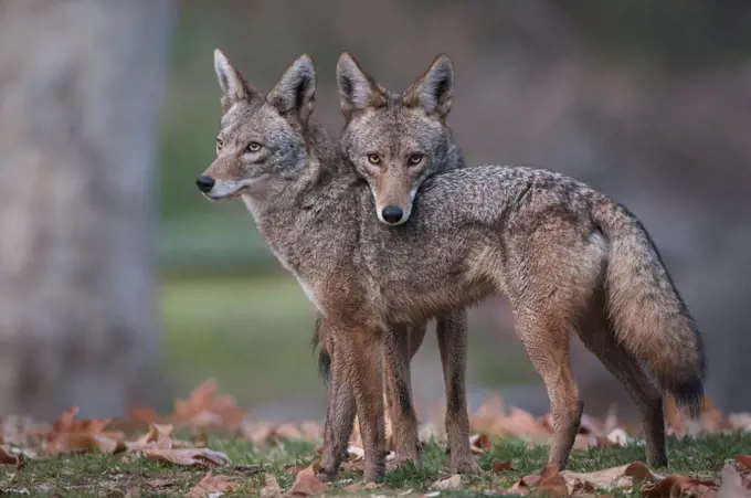 Coyote (Canis latrans) pair, Griffith Park, Los Angeles, California