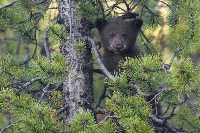 Black Bear (Ursus americanus) cub in pine tree, Jasper National Park, Alberta, Canada