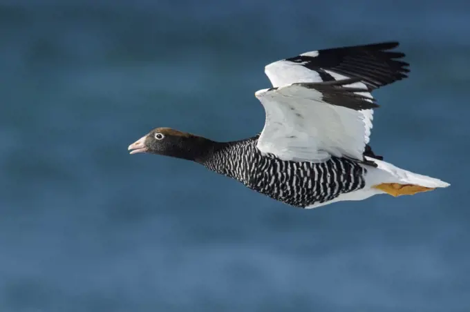 Kelp Goose (Chloephaga hybrida) female flying, Falkland Islands