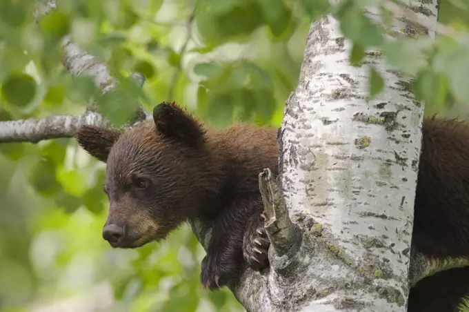Brown Bear (Ursus arctos) cub in tree, Katmai National Park, Alaska