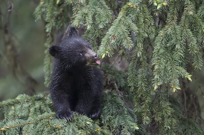 Black Bear (Ursus americanus) cub licking water off of needles in tree, northern Alberta, Canada