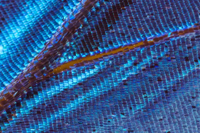 Morpho Butterfly (Morpho sp) wing scales, Amazon, South America