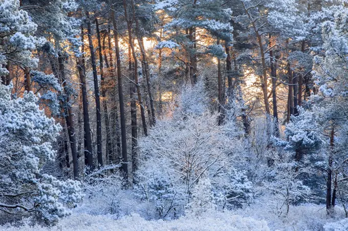 Frost-covered trees at sunrise, Netherlands