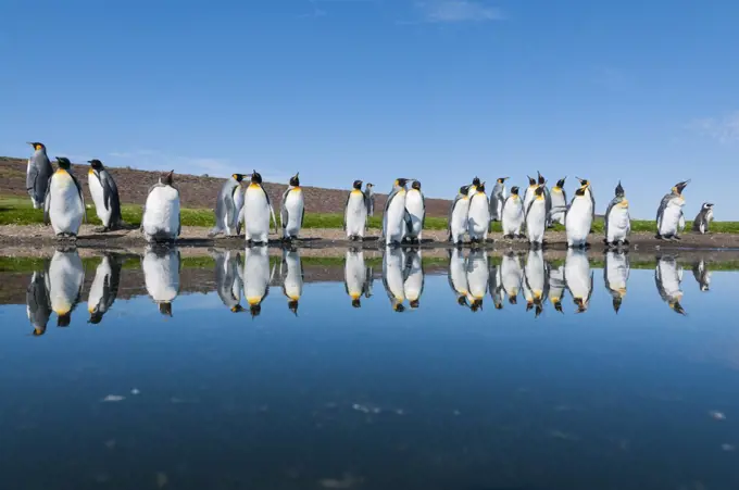 King Penguin (Aptenodytes patagonicus) group on pond shore, Volunteer Beach, East Falkland Island, Falkland Islands