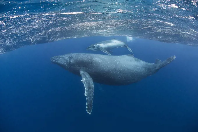 Humpback Whale (Megaptera novaeangliae) mother and two-week-old calf, Tonga
