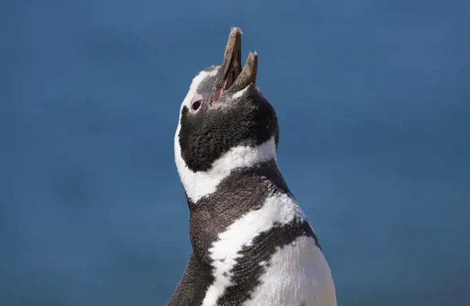 Magellanic Penguin (Spheniscus magellanicus) calling, Patagonia, Argentina