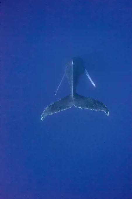 Humpback Whale (Megaptera novaeangliae) singer, Maui, Hawaii