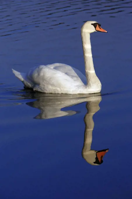 Mute Swan (Cygnus olor) swimming, Lower Saxony, Germany