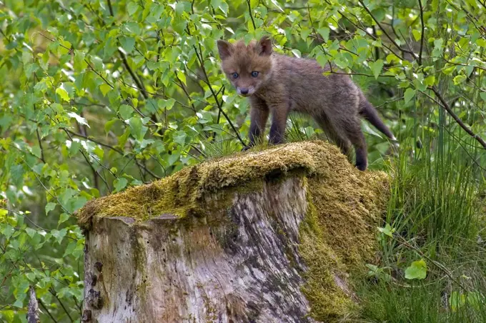 Red Fox (Vulpes vulpes) cub on a tree stump, Vierhouten, Gelderland, Netherlands
