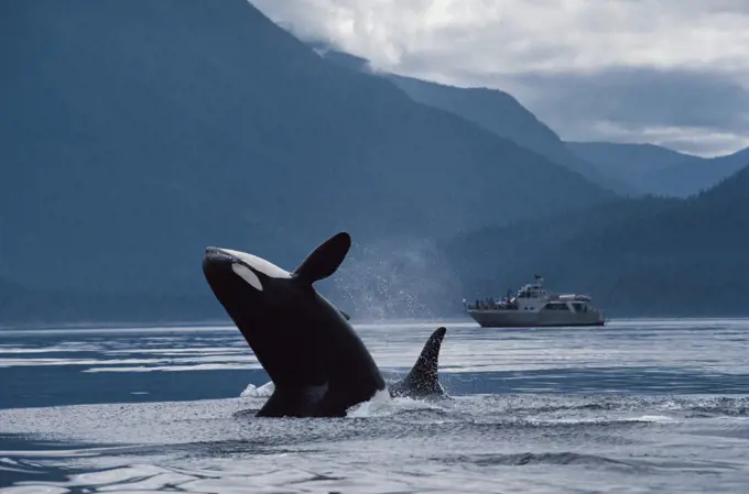 Orca (Orcinus orca) breaching with tourist boat nearby, Johnstone Strait, British Columbia, Canada