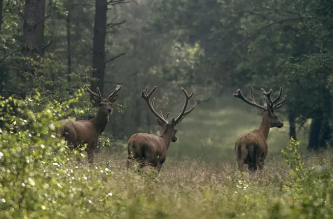 Red Deer (Cervus elaphus) three bucks walking through the woods, Europe
