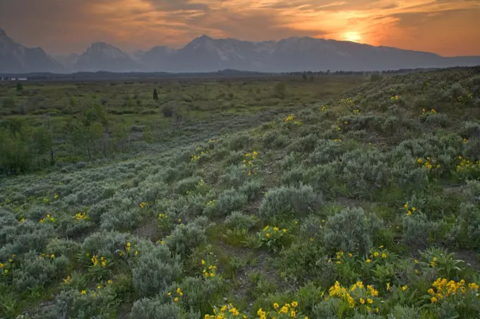 Sedge vegetation and Grand Teton mountains at sunset, Grand Teton National Park, Wyoming