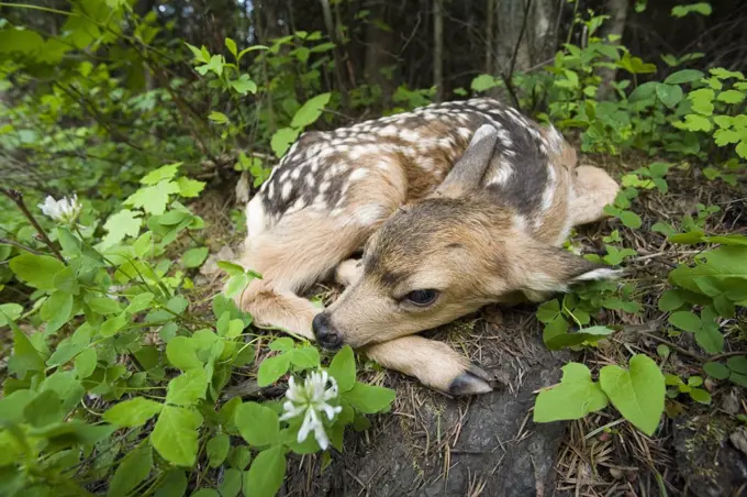 Mule Deer (Odocoileus hemionus) newborn fawn hides in the forest, waiting for the return of its mother, Siuslaw National Forest, Oregon