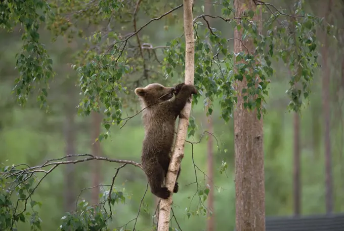 Brown Bear (Ursus arctos) cub climbing tree, Germany