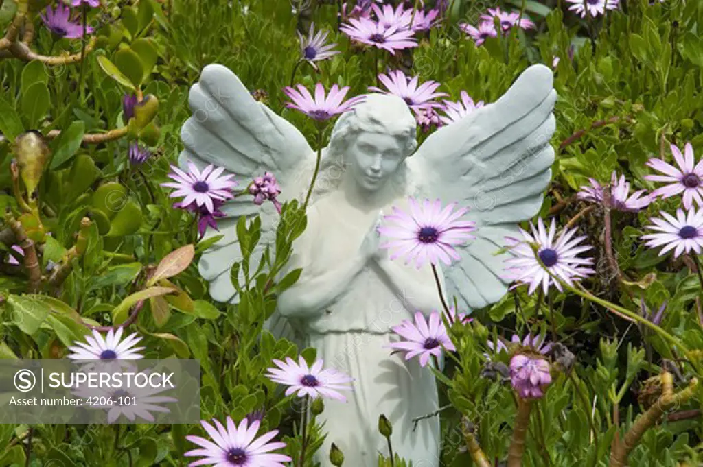 Angel statue among daisies, Ojai, California, USA