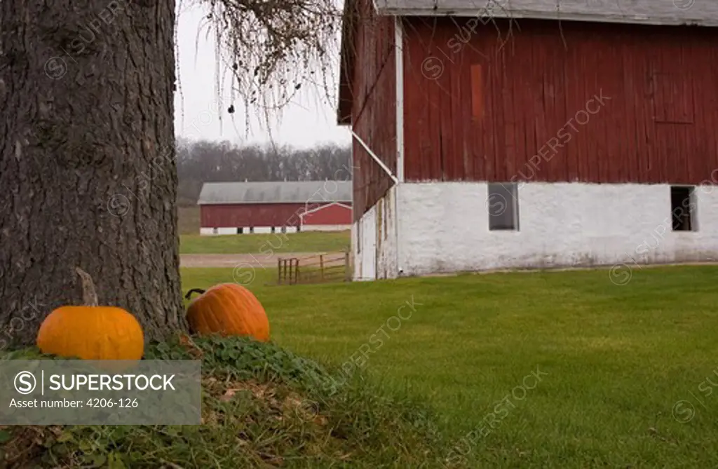 Pumpkins in front of barns, Columbia County, Wisconsin, USA