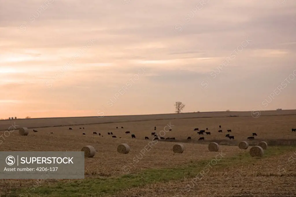 Hay bales and cows in an agricultural field, Belmont, Lafayette County, Wisconsin, USA