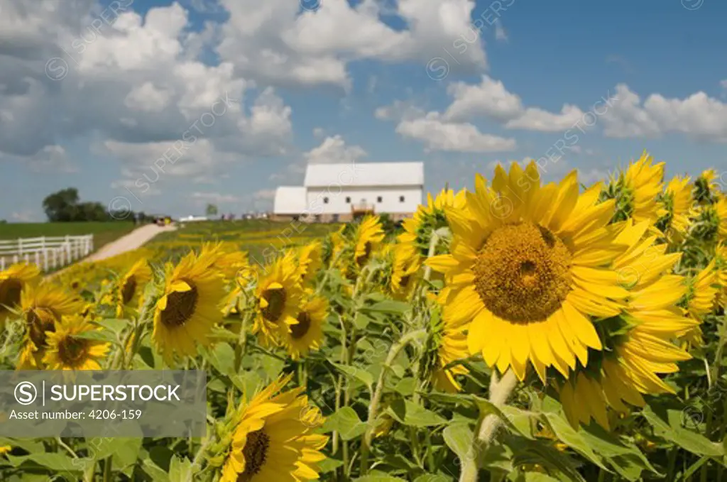 Sunflowers (Helianthus annuus) in a field with a barn in the background, Mount Horeb, Wisconsin, USA
